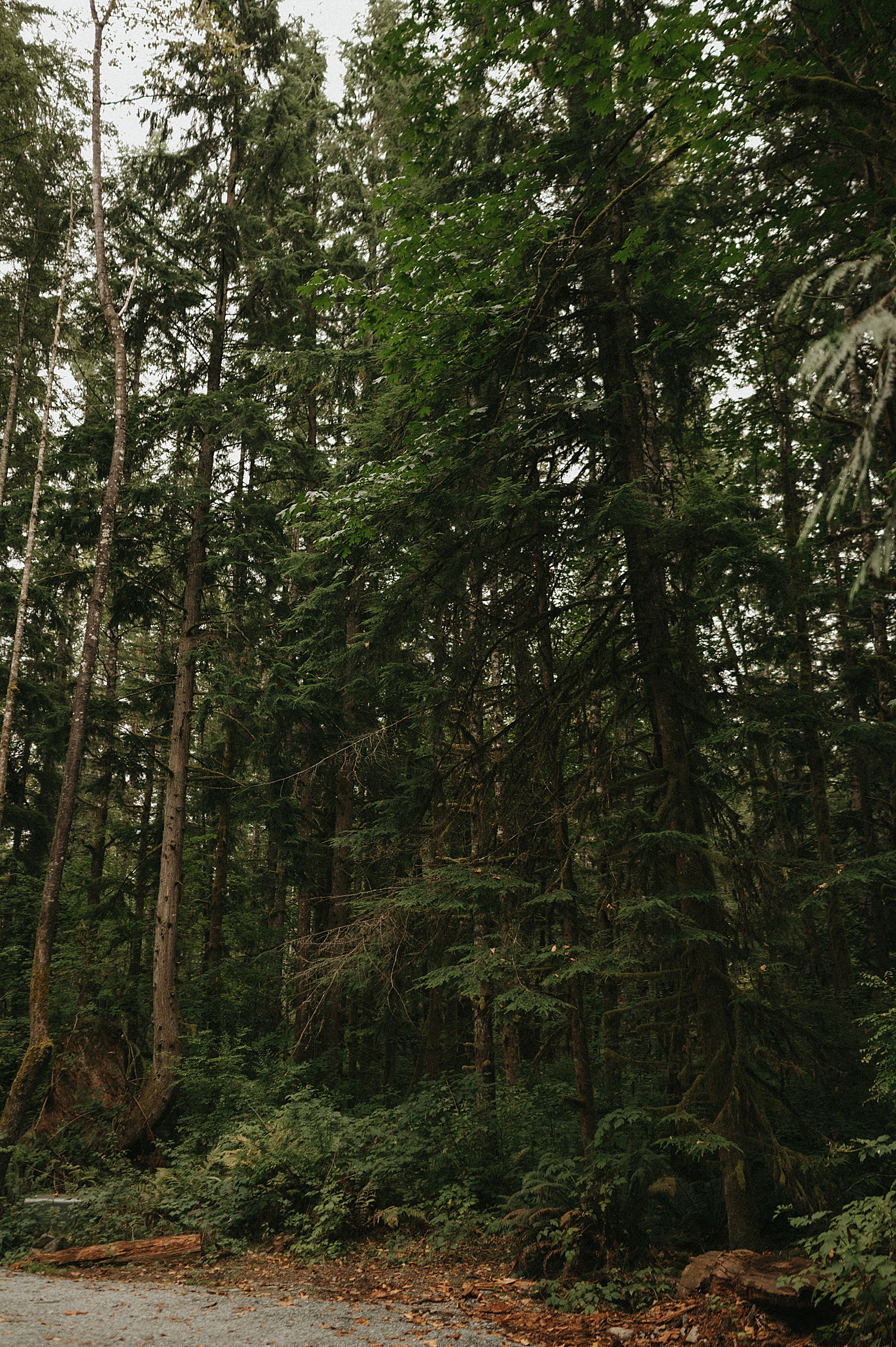large towering trees in Snohomish, WA for vow renewal